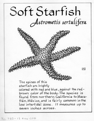 Soft starfish: Astrometis sertulifera (illustration from "The Ocean World")