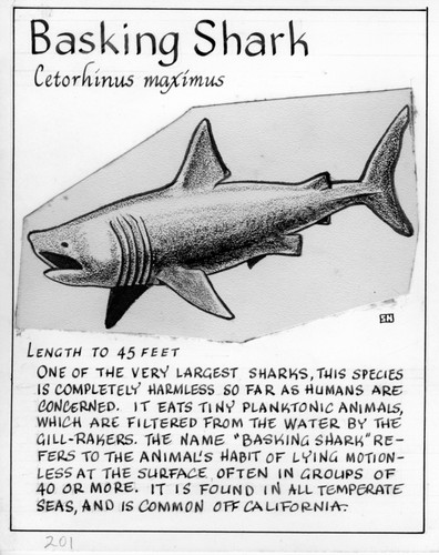 Basking shark: Cetorhinus maximus (illustration from "The Ocean World")