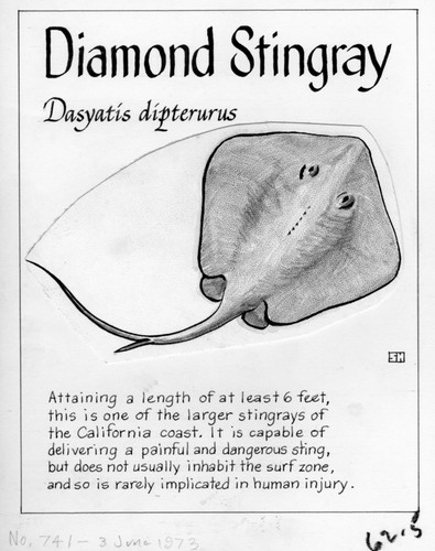 Diamond stingray: Dasyatis dipterurus (illustration from "The Ocean World")