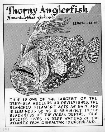 Thorny anglerfish: Himantolophus reinhardti (illustration from "The Ocean World")