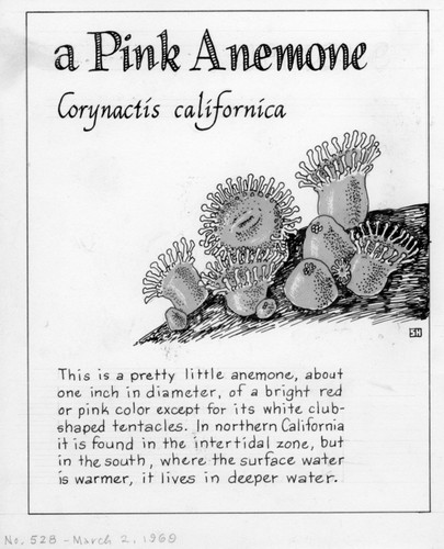 Pink anemone: Corynactis californica (illustration from "The Ocean World")