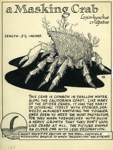 A masking crab: Loxorhynchus crispatus (illustration from "The Ocean World")