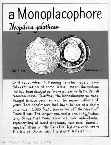 A monoplacophore: Neopilina galatheae (illustration from "The Ocean World")