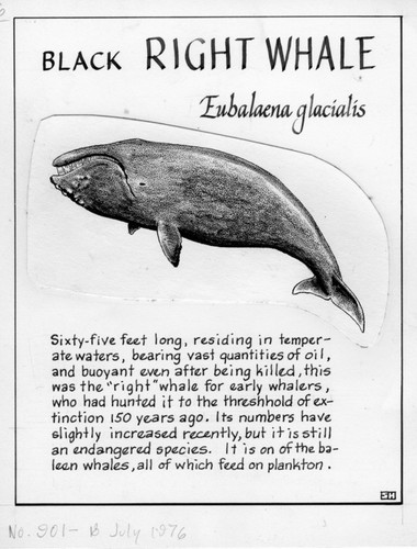 Black right whale: Eubalaena glacialis (illustration from "The Ocean World")