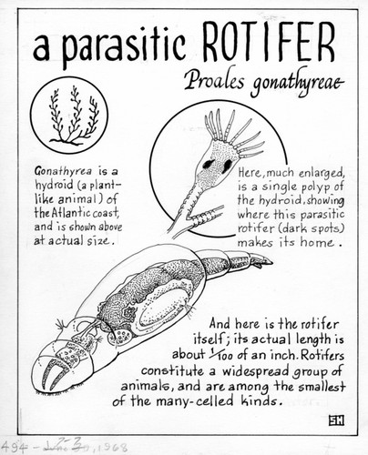 Parasitic rotifer: Proales gonothyraeae (illustration from "The Ocean World")