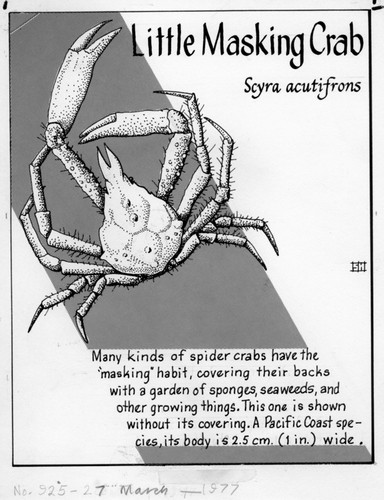 Little masking crab: Scyra acutifrons (illustration from "The Ocean World")