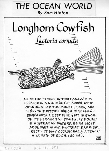 Longhorn cowfish: Lactoria cornuta (illustration from "The Ocean World")