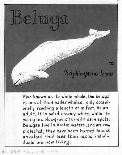 Beluga: Delphinapterus leucas (illustration from "The Ocean World")