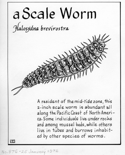 A scale worm: Halosydna brevisetosa (illustration from "The Ocean World")