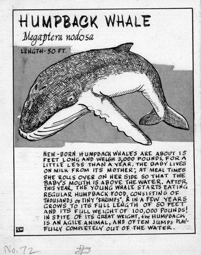 Humpback whale: Megaptera nodosa (illustration from "The Ocean World")