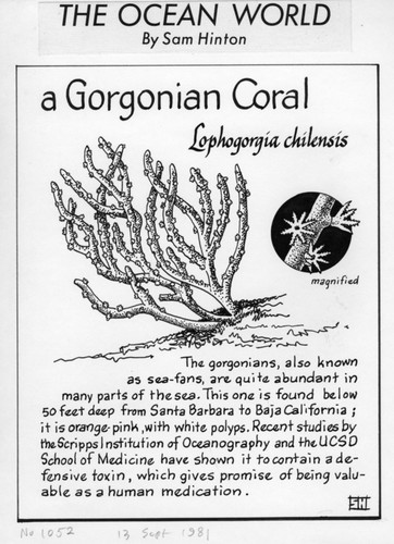 A gorgonian coral: Leptogorgia chilensis (illustration from "The Ocean World")