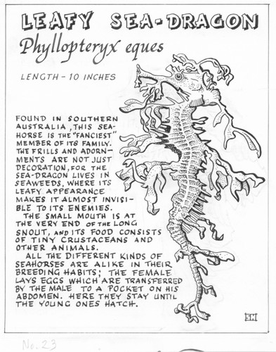 Leafy sea-dragon: Phyllopteryx eques (illustration from "The Ocean World")