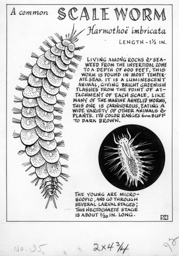 A common scaleworm: Harmothoe imbricata (illustration from "The Ocean World")