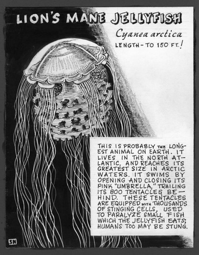 Lion's mane jellyfish: Cyanea arctica (illustration from "The Ocean World")