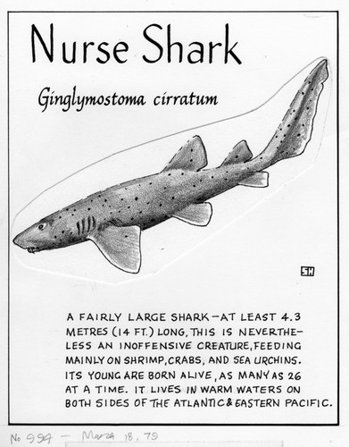 Nurse shark: Ginglymostoma cirratum (illustration from "The Ocean World")