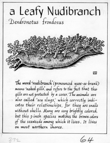 A leafy nudibranch: Dendronotus frondosus (illustration from "The Ocean World")