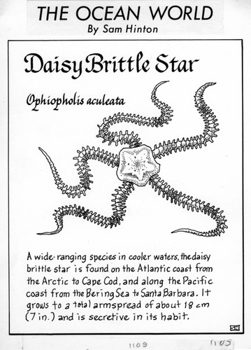 Daisy brittle star: Ophiopholis aculeata (illustration from "The Ocean World")