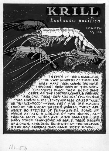 Krill: Euphausia pacifica (illustration from "The Ocean World")