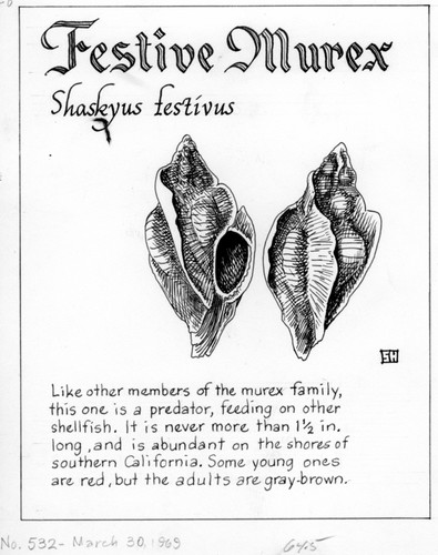 Festive murex: Shaskyus festivus (illustration from "The Ocean World")