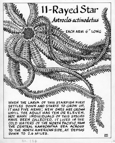 11-Rayed star: Astrocles actinodetus (illustration from "The Ocean World")