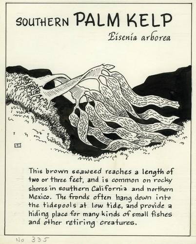 Southern palm kelp: Eisenia arborea (illustration from "The Ocean World")