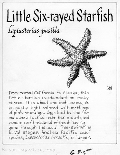 Little six-rayed starfish: Leptasterias pusilla (illustration from "The Ocean World")