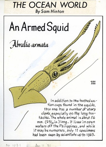 An armed squid: Abralia armata (illustration from "The Ocean World")