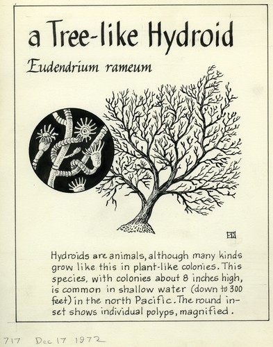 A tree-like hydroid: Eudendrium rameum (illustration from "The Ocean World")