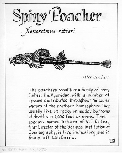 Spiny poacher: Xeneretmus ritteri (illustration from "The Ocean World")