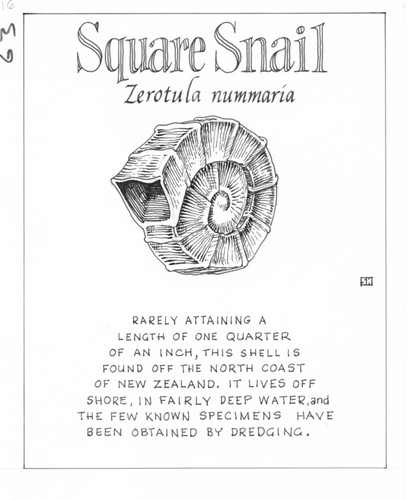 Square snail: Zerotula nummaria (illustration from "The Ocean World")