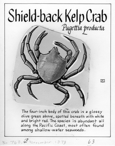 Shield-back kelp crab: Pugettia producta (illustration from "The Ocean World")