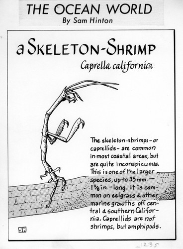 Skeleton shrimp: Caprella californica (illustration from "The Ocean World")