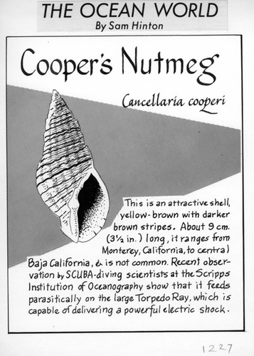 Cooper's nutmeg: Cancellaria cooperi (illustration from "The Ocean World")