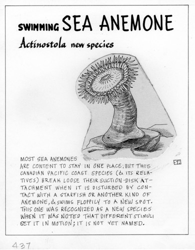 Swimming sea anemone: Actinostola new species (illustration from "The Ocean World")