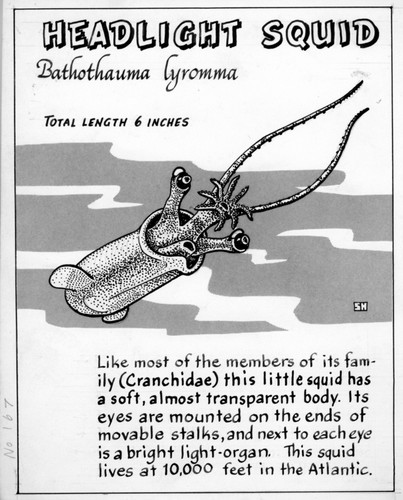 Headlight squid: Bathothauma lyromma (illustration from "The Ocean World")