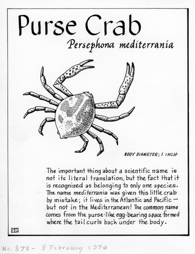 Purse crab: Persephona mediterranea (illustration from "The Ocean World")