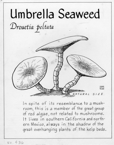 Umbrella seaweed: Drouetia petata (illustration from "The Ocean World")