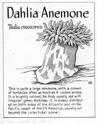 Dahlia anemone: Tealia crassicornis (illustration from "The Ocean World")