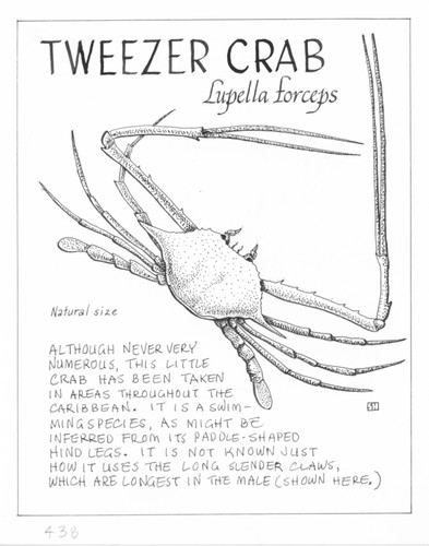 Tweezer crab: Lupella forceps (illustration from "The Ocean World")