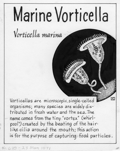 Marine vorticella: Vorticella marina (illustration from "The Ocean World")