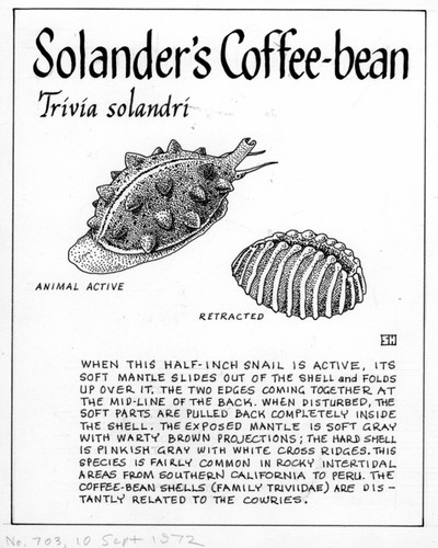 Solander's coffee-bean: Trivia solandri (illustration from "The Ocean World")