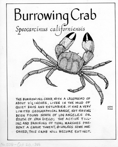 Burrowing crab: Speocarcinus californiensis (illustration from "The Ocean World")