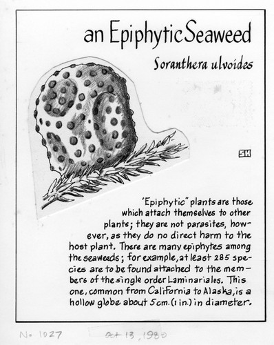 An epiphytic seaweed: Soranthera ulvoidea (illustration from "The Ocean World")