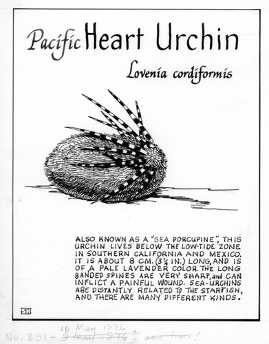 Pacific heart urchin: Lovenia cordiformis (illustration from "The Ocean World")