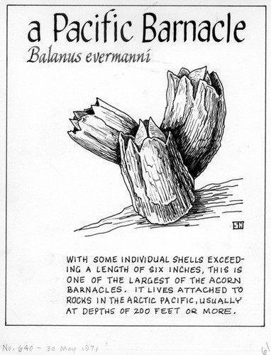 A Pacific barnacle: Balanus evermanni (illustration from "The Ocean World")