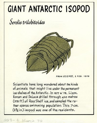 Giant Antarctic isopod: Serolis trilobitoides (illustration from "The Ocean World")