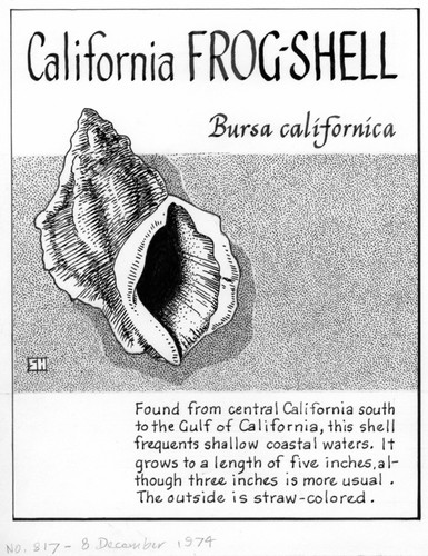 California frog-shell: Bursa californica (illustration from "The Ocean World")