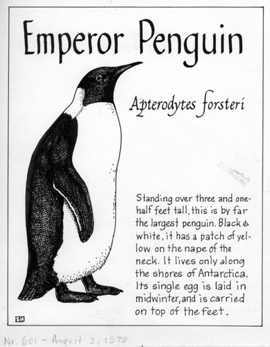 Emperor penguin: Aptenodytes forsteri (illustration from "The Ocean World")