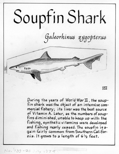 Soupfin shark: Galeorhinus zyopterus (illustration from "The Ocean World")