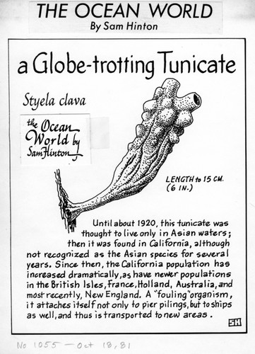 A globe-trotting tunicate: Styela clava (illustration from "The Ocean World")